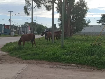 Preocupación de vecinos por varios caballos sueltos en avenida 98