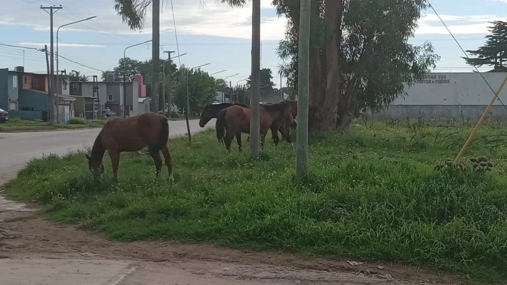 Preocupación de vecinos por varios caballos sueltos en avenida 98