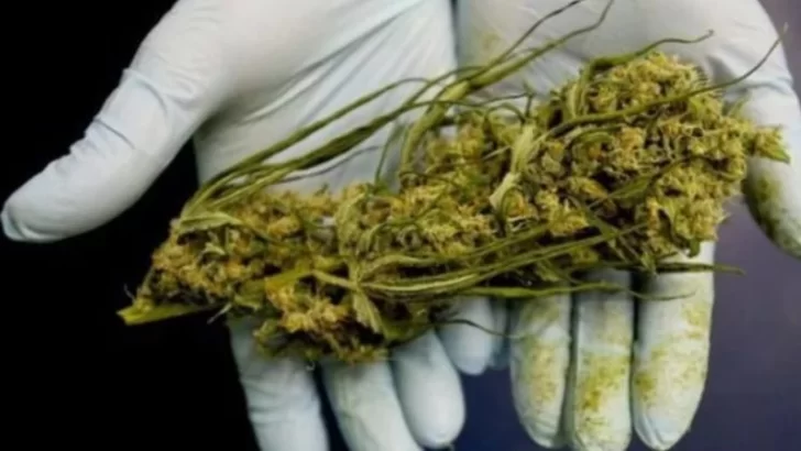 El cannabis medicinal se abre paso en la costa