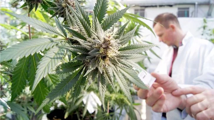 Provincia presentó un proyecto de ley para producir y comercializar cannabis medicinal