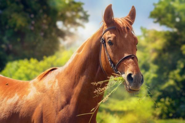 Desmantelaron un matadero clandestino que vendía hamburguesas de carne de caballo