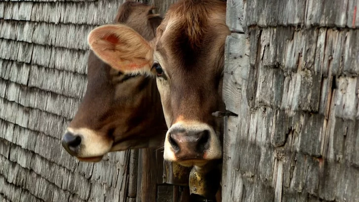 Le robaron dos vacas y las encontraron en el  campo del vecino