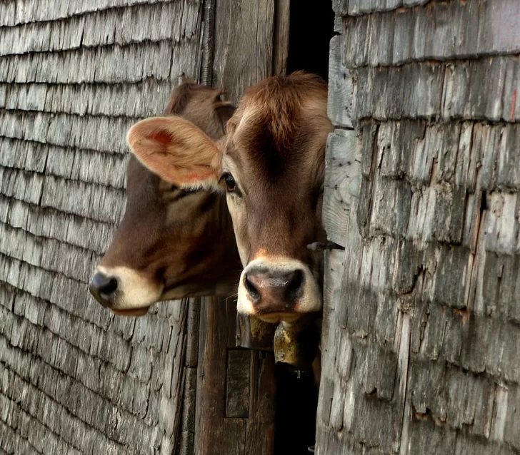 Le robaron dos vacas y las encontraron en el  campo del vecino