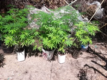 Detectan varias plantas de marihuana en un lote de Costa Bonita