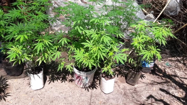Detectan varias plantas de marihuana en un lote de Costa Bonita