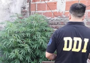 Denunció a su novio por violencia de género y le encontraron plantas de marihuana