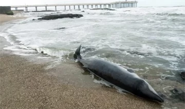 Encuentran una extraña especie de delfín muerto en las costas de Miramar