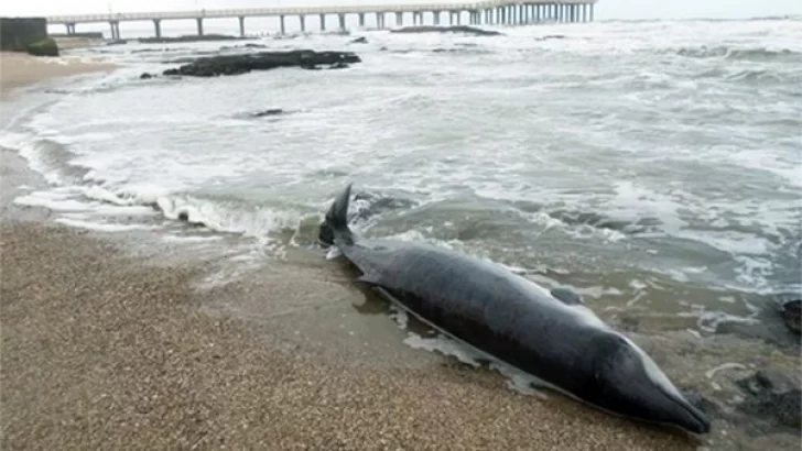 Encuentran una extraña especie de delfín muerto en las costas de Miramar