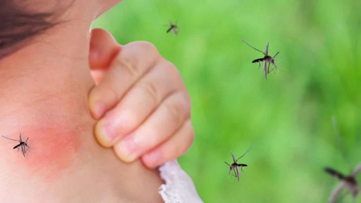 Invasión de mosquitos: las recomendaciones del Conicet