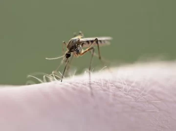 Esperan resultados de varios casos sospechosos de dengue en Necochea