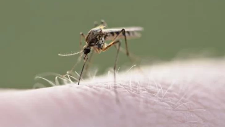 Dengue: ya circula en 15 provincias del país entre los casos autóctonos y los importados