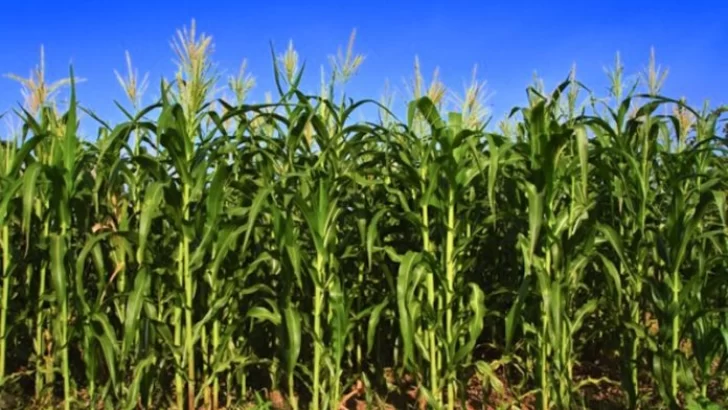 La cosecha de maíz promete récords de producción
