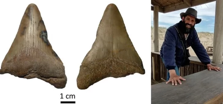 Hallaron un diente de un tiburón prehistórico gigante en la costa