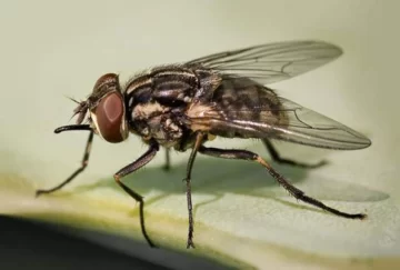 Muchas y molestas: a qué se debe la presencia de moscas en esta época