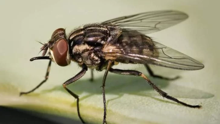Muchas y molestas: a qué se debe la presencia de moscas en esta época