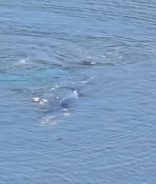 Las ballenas siguen jugando en Puerto Quequén