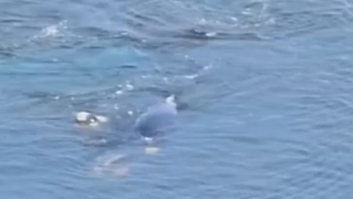 Las ballenas siguen jugando en Puerto Quequén