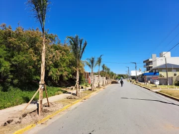 Colocaron palmeras en la avenida 502