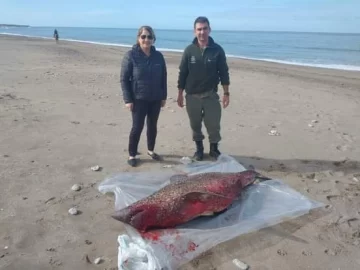 Apareció el cuerpo de un tiburón de dos metros en la playa de Quequén