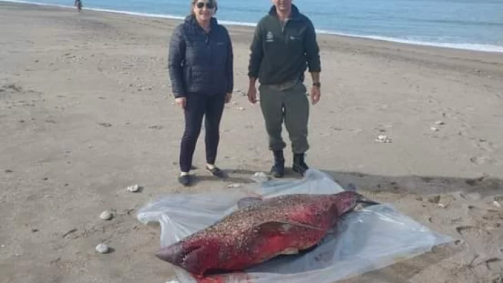 Apareció el cuerpo de un tiburón de dos metros en la playa de Quequén