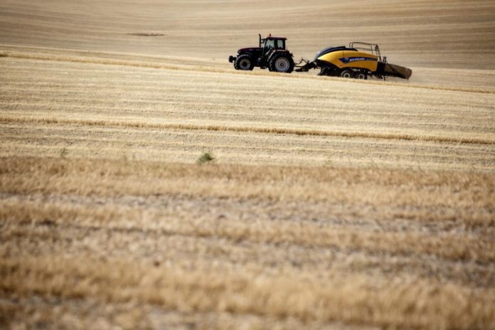 Prevén que la campaña agrícola sea la peor de los últimos cinco años