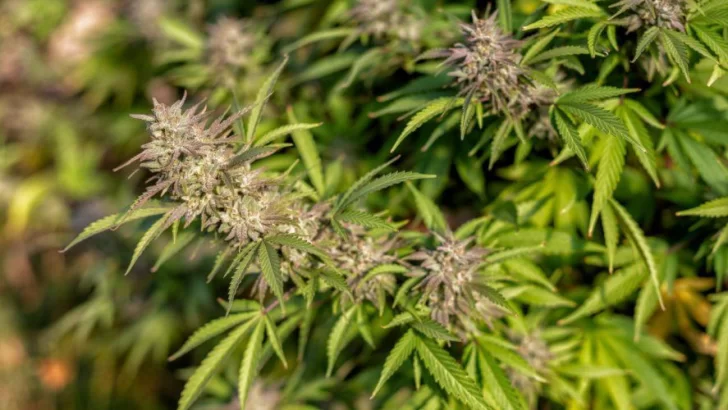 Cultivo de Cannabis: el gobierno habilitó desde hoy el registro para pacientes