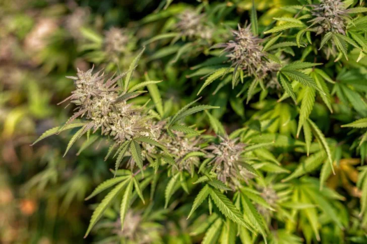 Cannabis: reclaman que se acelere la puesta en marcha del registro de autocultivadores