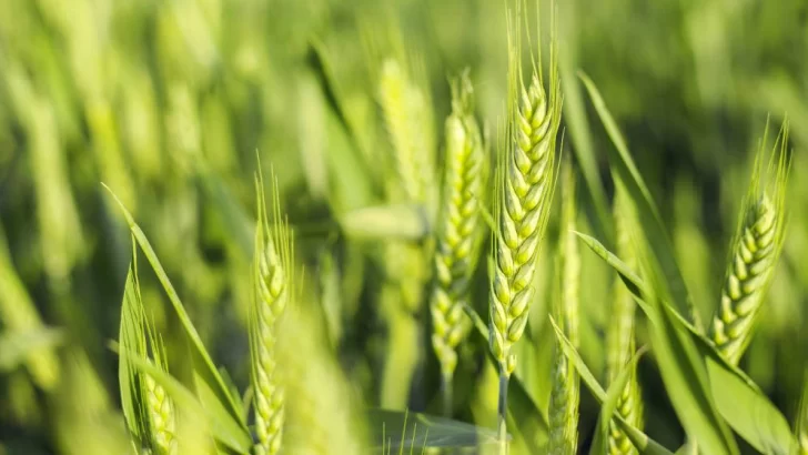 Reducen la estimación de siembra de trigo nacional a 6,7 millones de hectáreas