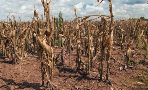 La sequía no termina de disiparse y afecta ya los rindes de trigo
