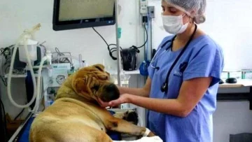 Proponen crear hospitales públicos para mascotas en la Provincia