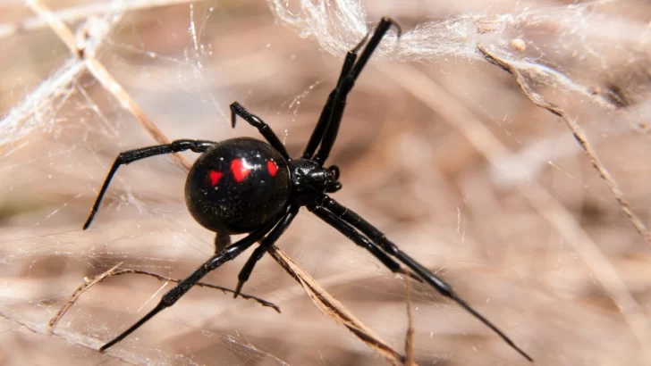 Por la sequía, preocupa en el campo la propagación de la araña viuda negra