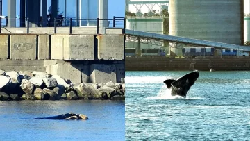 Puerto Quequén y Prefectura trabajan para garantizar la libre circulación de las ballenas