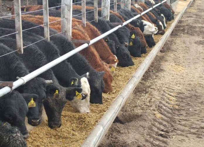 Habilitan la instalación de un Feedlot a pocos kilómetros de la ciudad