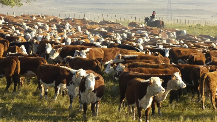 Según el Indec, se perdieron más de 63 mil establecimientos ganaderos en Argentina