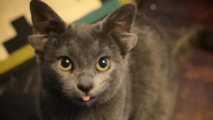 Viral | Una gata nació con cuatro orejas y es furor en redes sociales