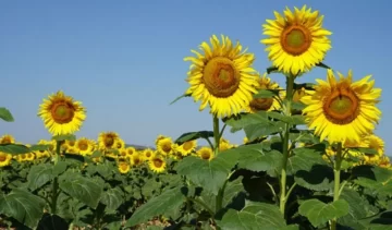 La lluvia y la baja temperatura afectaron el rendimiento de la soja y el girasol