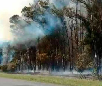 Otro incendio en ruta 86: se quemaron más de 3 hectáreas de monte de eucaliptus