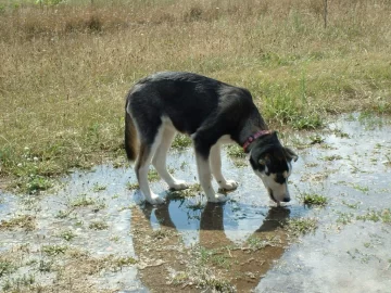 Un perro contrajo leptospirosis en Villa del Deportista