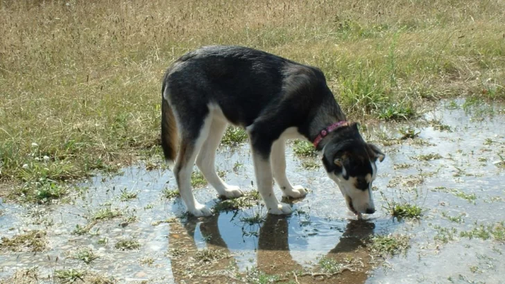 Un perro contrajo leptospirosis en Villa del Deportista