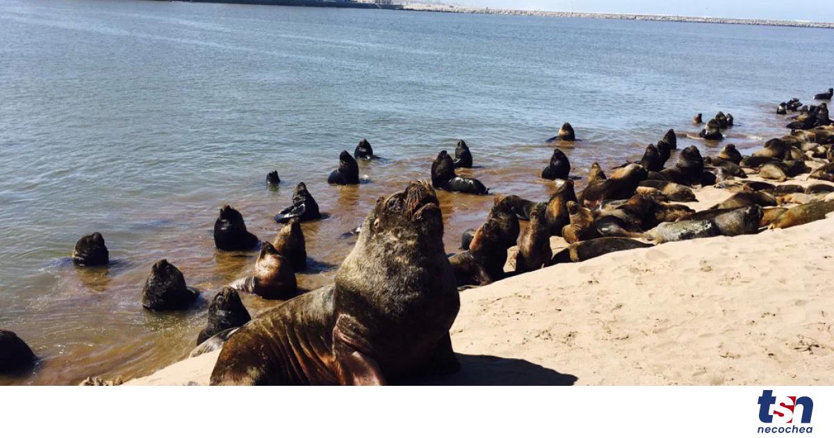 Avian Flu: Sea lion mortality rates drop