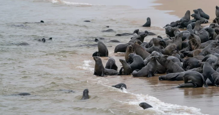 Estiman que ya son más de 200 los lobos marinos muertos por gripe aviar en Necochea