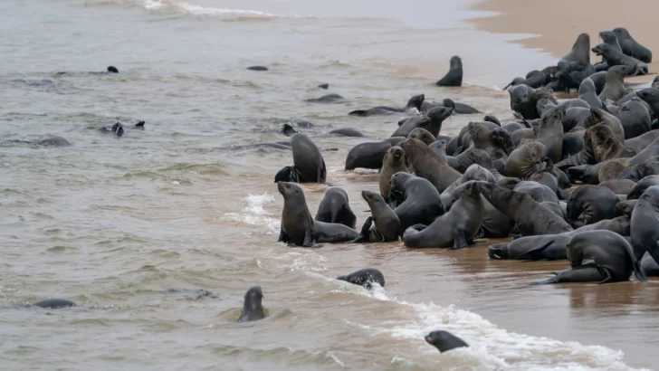 Estiman que ya son más de 200 los lobos marinos muertos por gripe aviar en Necochea