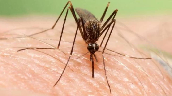 Desde el Ministerio de Salud bonaerense piden tomar medidas para prevenir el dengue