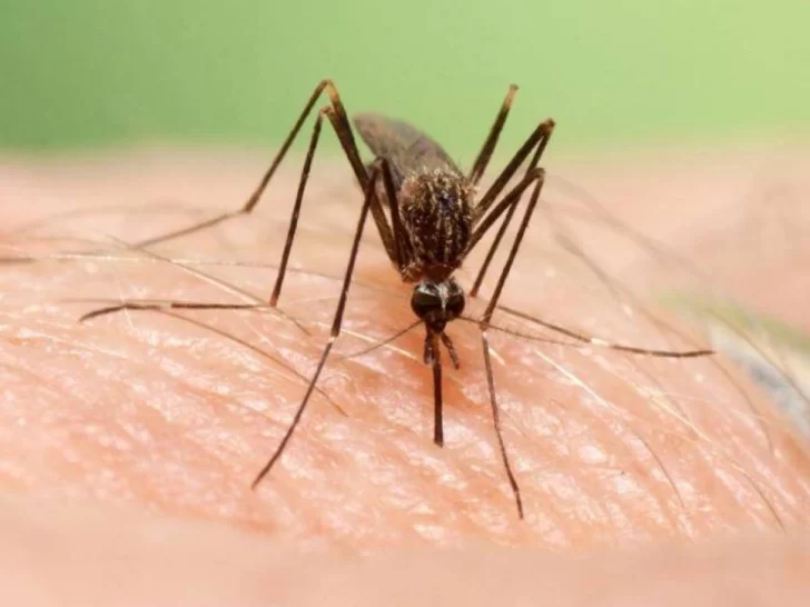 Se confirmaron más de 28 mil casos de dengue y piden reforzar los cuidados