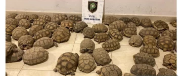 Incautaron 140 tortugas durante un allanamiento en Tres Arroyos