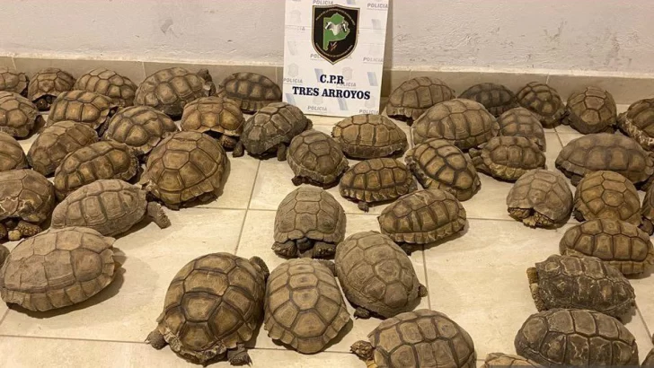 Incautaron 140 tortugas durante un allanamiento en Tres Arroyos