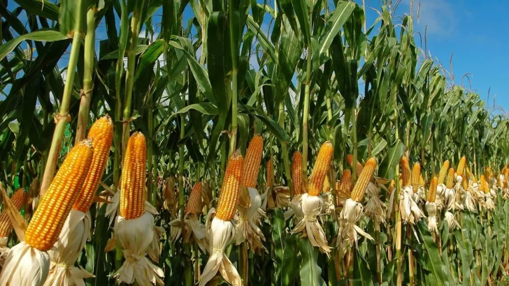 Estiman una leve alza en la superficie sembrada de maíz