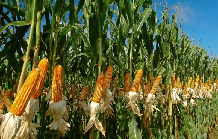 La cadena del maíz se adapta al contexto actual y realizará su Congreso anual de manera virtual