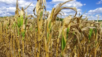 El costo de la sequía pasa los US$ 10.425 millones para soja, trigo y maíz