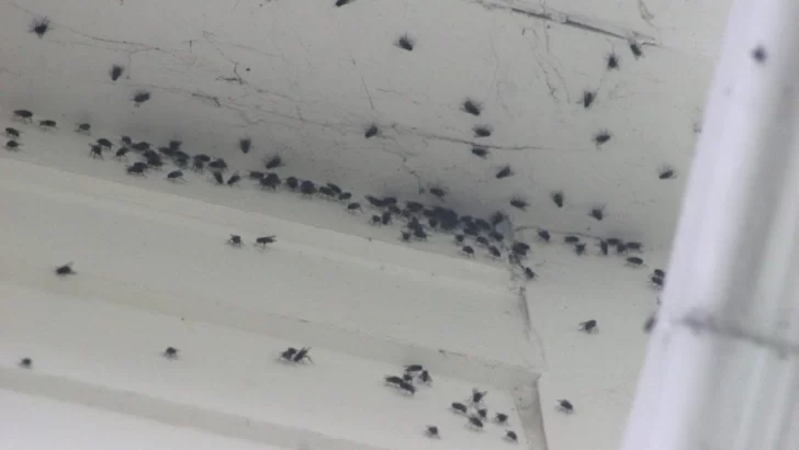 Audio: invasión de moscas en varios sectores de Necochea y Quequén